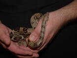 Ручные императорские удавы Boa constrictor imperator - фото 3