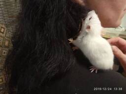 Ручные крысята Альбиносы.