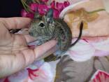 Ручные маленькие белочки дегу. Ручные малыши. - фото 1