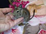 Ручные маленькие белочки дегу. Ручные малыши. - фото 2