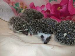 Ручные малыши африканские ёжики.