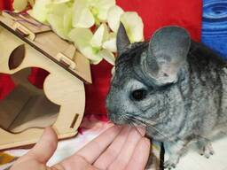 Ручные малыши шиншиллы. Разного окраса и возраста.