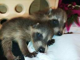 Ручные, сказочные малыши Еноты. Енот Полоскун. Самцы и самки.