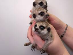 Ручные сурикаты, сурикатики домашнего разведения