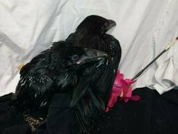 Ручные, умные воронята. Corvus corax. Самцы и самки.