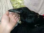 Ручные, умные воронята. Corvus corax. Самцы и самки. - фото 3