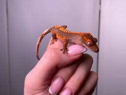 Ручний активний нічний гекон бананоїд, війчастий гекон