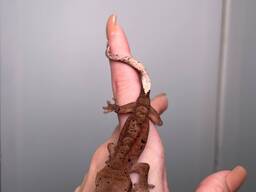 Ручний гекончик бананоїд яскраві добрі малюки