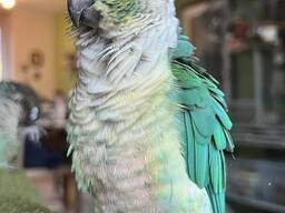 Ручний говорящій папуга середнього розміру Піррура