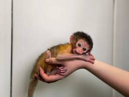 Ручний ласкавий рідкісний малюк золотистого мангобею