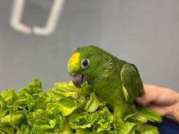 Ручний викормиш жовтолобий амазон