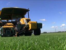 Рулонний газон