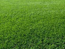 Продаж рулонного газону в Одесі.