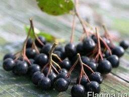 Саженцы рябины Черноплодной