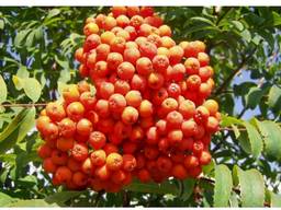 Рябина красная съедобная сорт "бусинка", саженцы купить украина дерево