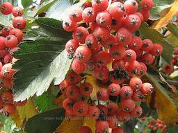 Рябина Шведская Гибрид С Боярышником Саженцы Купить Украина