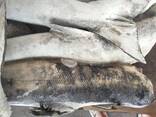 Рыба кета - фото 4