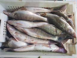 Рыбная компания реализует судак с/м (300-500)