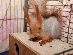 Рыжа белка, белка домашняя