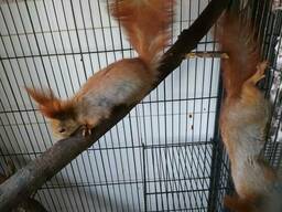 Рыжие красавицы белки. Самцы и самки. Питомник. Есть пары.