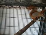 Рыжие красавицы белки. Самцы и самки. Питомник. Есть пары. - фото 1