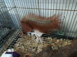 Рыжие красотки белки для Вашего участка.