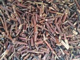 Сабельник корінь