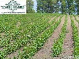 Саджанці смородини