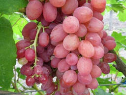 Саженцы винограда сорт Кишмиш лучистый, полуупакованный