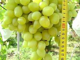 Саженцы винограда сорт "Аркадия", полуупакованный