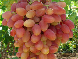 Саженцы винограда сорт Преображение, полуупакованный