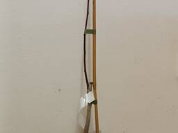 Саджанцы Азимины привитые