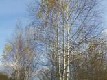 Саджанці клена, граба, липи, черемхи, горобини, берези, дуба - фото 3