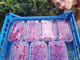 Саджанці Лохини, малини, ожини, полуниці жимолость та інші смаколики