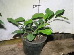 Саджанці лимона Павловського