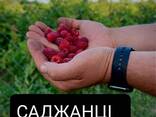 Саджанці малини - фото 1