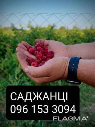 Саджанці малини