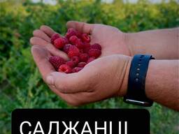 Саджанці малини