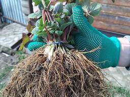 Саджанці полуниці