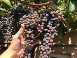 Виноград для соку та вина (саджанці технічних сортів) - фото 1