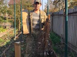 Виноград для соку та вина (саджанці технічних сортів)