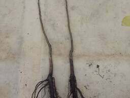 Саджанці волоського горіха