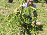 Саджанці волоського горіха, привиті, 1 річні, сорт Чернівецький 1 (Україна) - фото 1