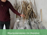 Саджанці волоського горіха, привиті, 1 річні, сорт Чернівецький 1 (Україна) - фото 2