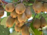 Садженец Ківі Хейворд Actinidia deliciosa Hayward - фото 2