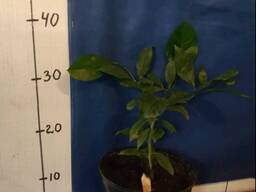 Садженец лимона Лунарио