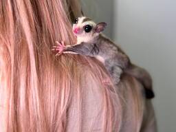 Сахарная белочка, белка летяга, сахарный поссум