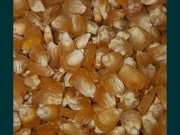 Семена Сахорной Кукурузы