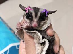 Сахарный посум, белка летяга, сумчатый зверек летяга