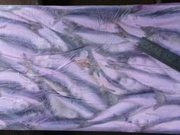 Салака свіжоморожена